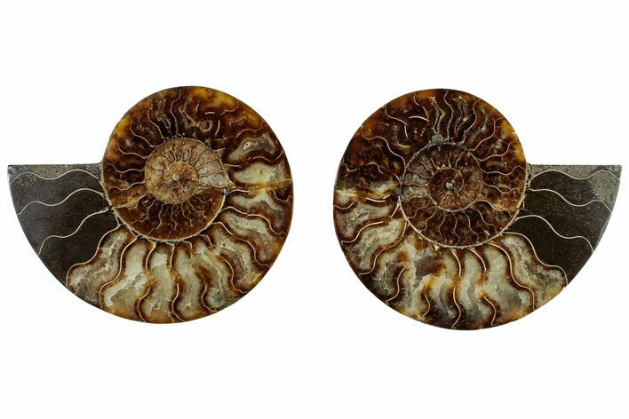 Cut & Polished, Agatized Ammonite Fossil - Madagascar #308158